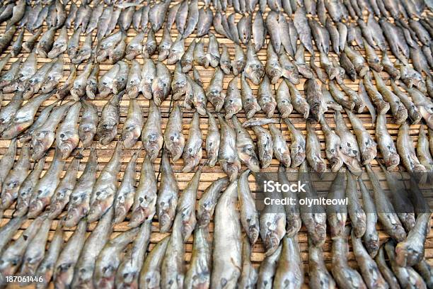 Соленый Рыба Изложенным В Сухой — стоковые фотографии и другие картинки Bago - Bago, Pegu, Азия