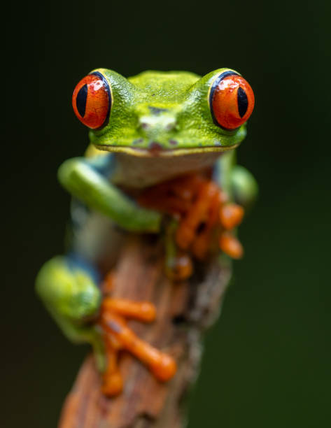 istock Red-eyed Tree Frog in Costa Rica 1870614534