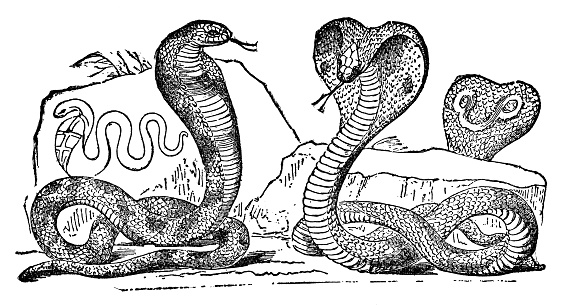 A group of Indian Cobra snakes (naja naja). Vintage etching circa 19th century.