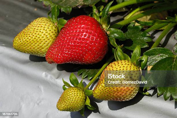 Closeup Of 숙화 Strawberies 굴절률은 바인 0명에 대한 스톡 사진 및 기타 이미지 - 0명, 개체 그룹, 건강한 식생활