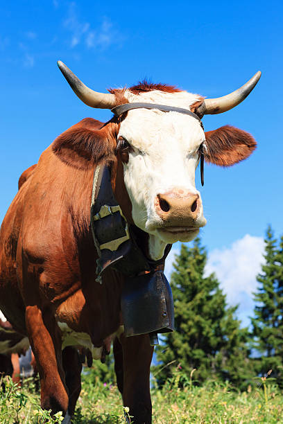 istock cow in french alps 187061793