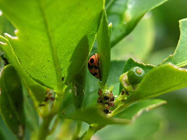 istock Close-up ladybird on a green leaf 1870620257