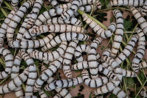 Many silkworms texture eating mulberry leaves pattern.