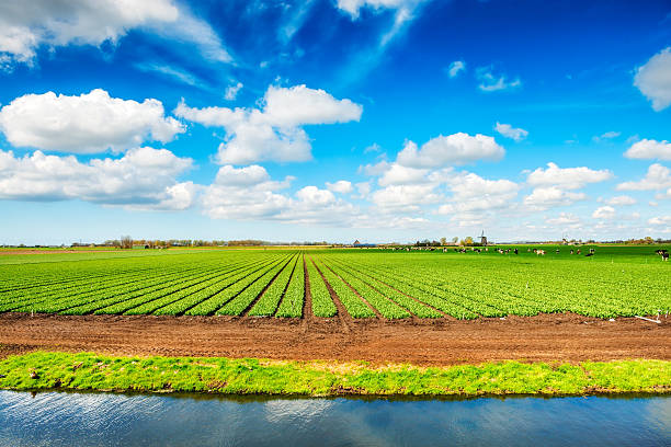 champ de ferme avec vaches et les moulins à vent de hollande canal - celery nutrient vegetable plant photos et images de collection