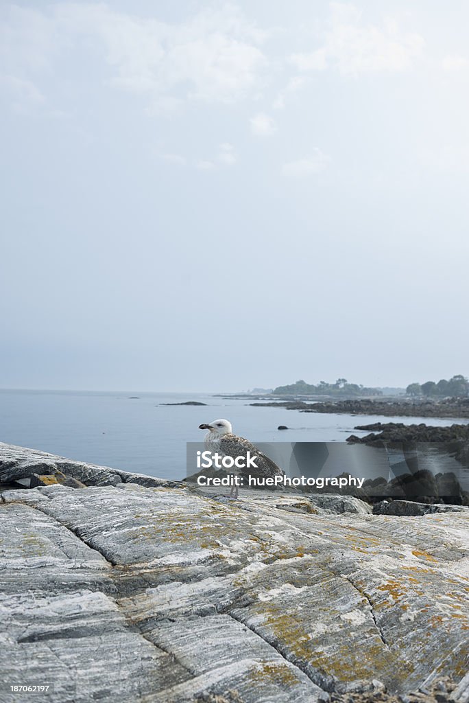 Mouette sur l'Atlantique - Photo de Caillou libre de droits