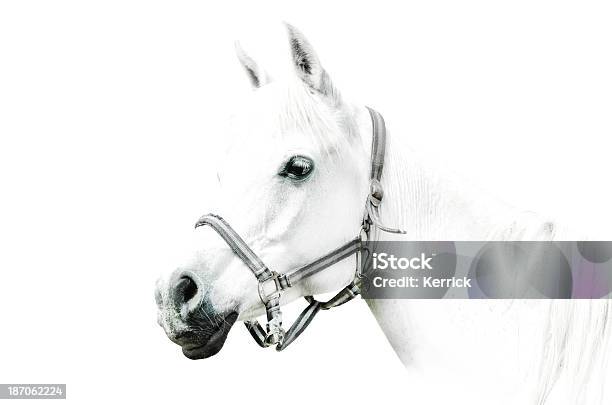 White Horse Details Auf Weißem Hintergrund Stockfoto und mehr Bilder von Araberpferd - Araberpferd, Fotografie, Freisteller – Neutraler Hintergrund