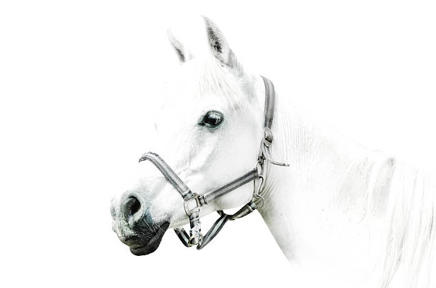 istock white horse details on white-background 187062224