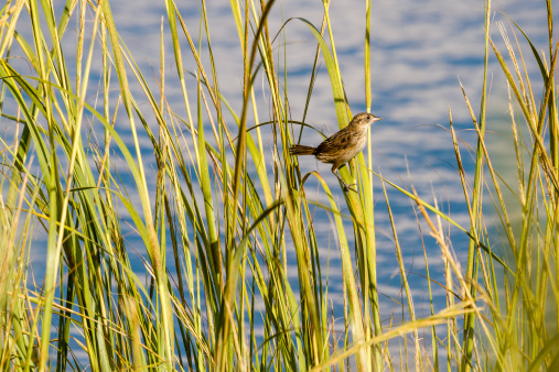 A young (immature) Seaside Sparrow (Ammodramus maritimus) perched on marsh grass with marsh water in the background.