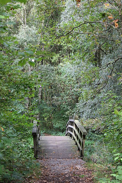 istock Wooden foot bridge in autumn 187063133