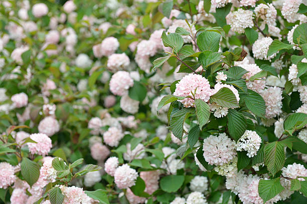 Viburnum Doublefile Viburnum viburnum stock pictures, royalty-free photos & images