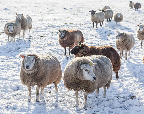 istock flock of sheep in the snow 187063186