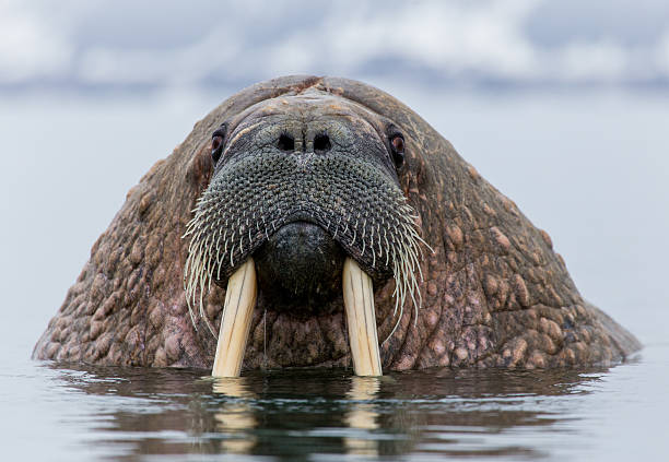 Walrus in natural Arctic habitat Svalbard Norway Close up for Walrus in the Arctic water on Spitsbergen/Svalbard in the North Pole region tusk photos stock pictures, royalty-free photos & images