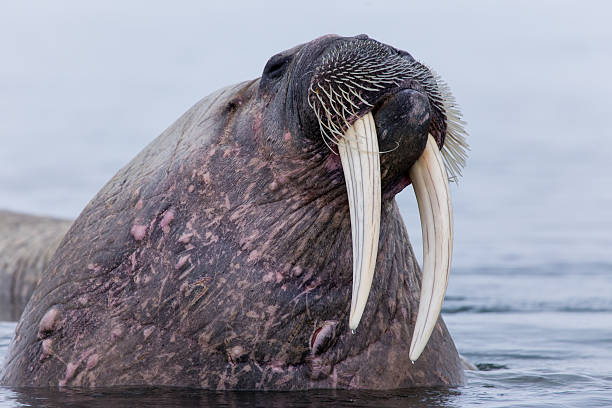 istock Walrus in natural Arctic habitat Svalbard Norway 187063365