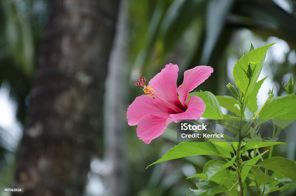Hibiskus Blume in front of palms - Lizenzfrei Asien Stock-Foto