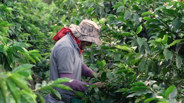 high quality video of a peasant man at work picking coffee on a Colombian farm.
