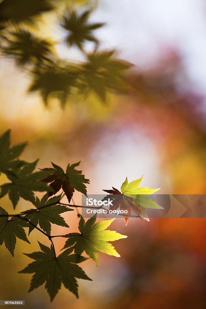 Autumn Leaves autumn leaves with sunlight Autumn Stock Photo