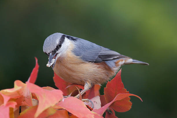 istock Sitta europaea at the feed 187063605