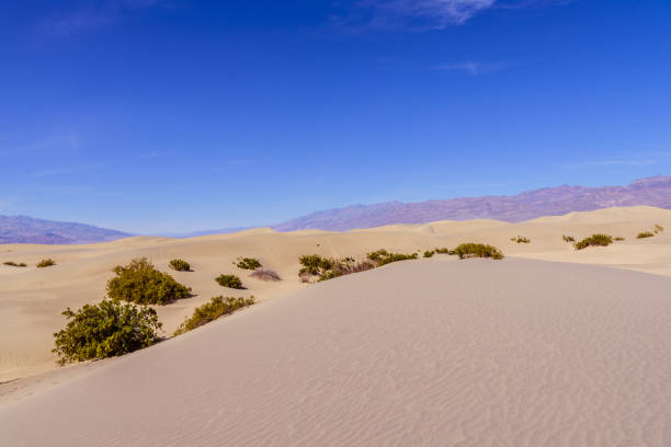 istock Sand dunes in Death Valley National Park 1870637076
