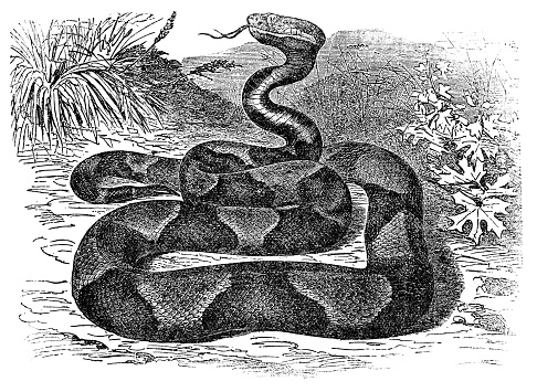 An Eastern Copperhead snake (agkistrodon contortrix). Vintage etching circa 19th century.