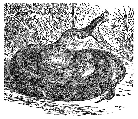 A Terciopelo lancehead viper snake (bothrops asper). Vintage etching circa 19th century.