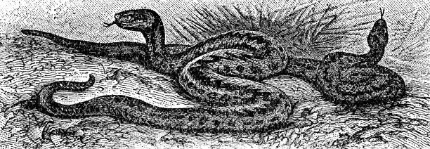 żmija zygzakowata (vipera berus) - xix wiek - european adder illustrations stock illustrations