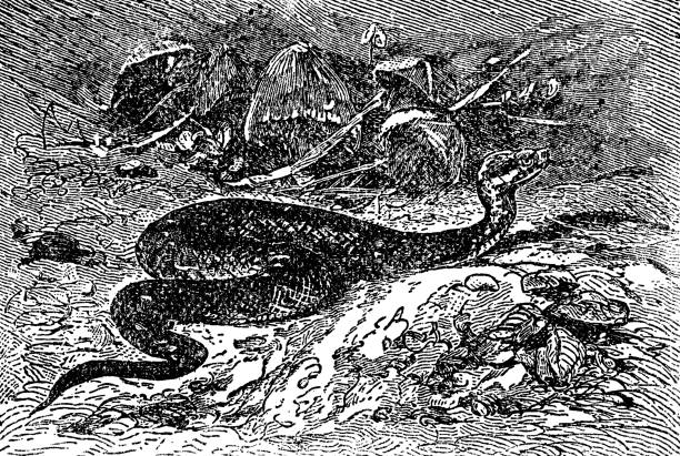 żmija zygzakowata (vipera berus) - xix wiek - european adder illustrations stock illustrations