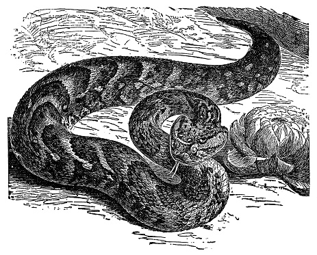 An African Puff Adder snake (bitis arietans arietans). Vintage etching circa 19th century.