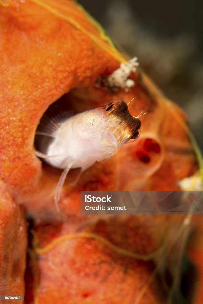 Blénido rayado-parablennius rouxi - Foto de stock de Animal libre de derechos