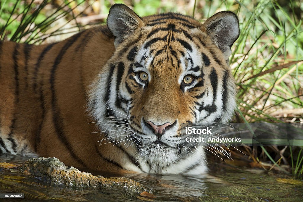 Sibirischer Tiger im Wasser liegen - Lizenzfrei Tiger Stock-Foto