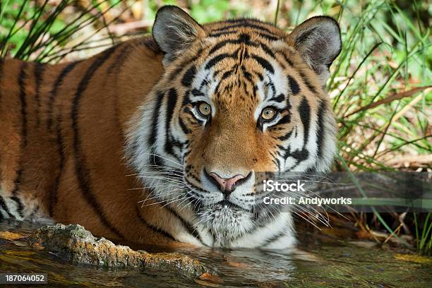 Sibirischer Tiger Im Wasser Liegen Stockfoto und mehr Bilder von Tiger - Tiger, Bach, Einzelnes Tier