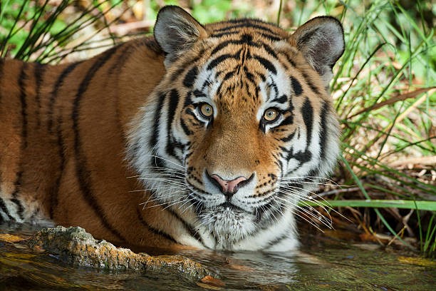 istock Siberian Tiger Lying In Water 187064052