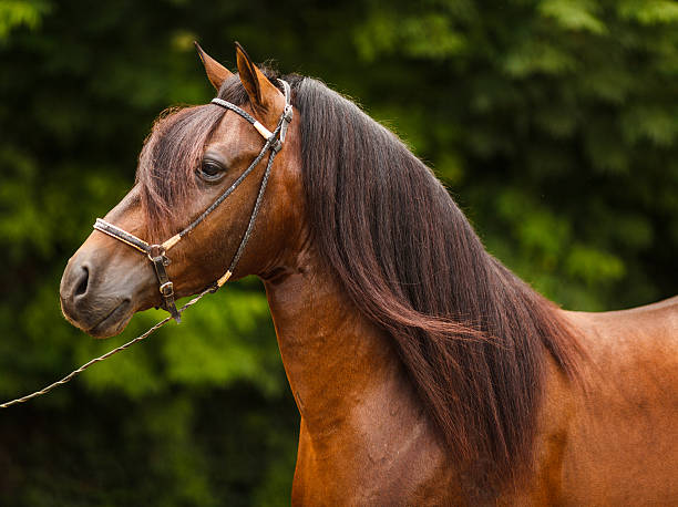 Paso Fino Stallion, for colombian style.