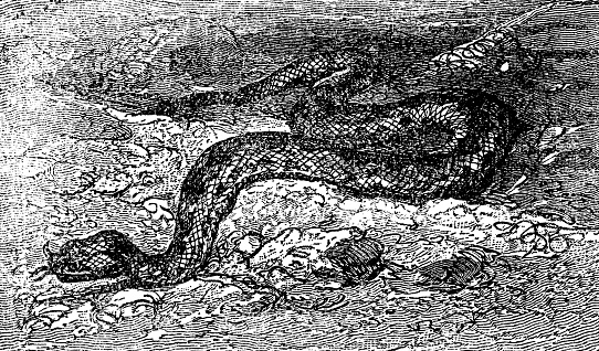 A Many-horned Adder snake (bitis cornuta). Vintage etching circa 19th century.