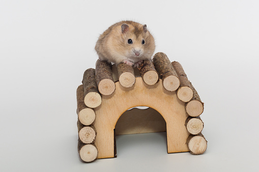 Small brown Dzhungarian hamster and a wooden house on a gray background.