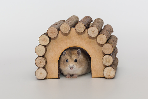 Small brown Dzhungarian hamster and a wooden house on a gray background.