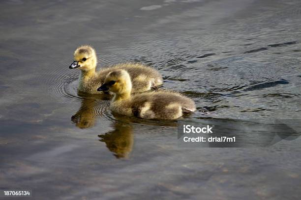 カナダ Goslings - カナダガンのストックフォトや画像を多数ご用意 - カナダガン, ガチョウの子, シアトル