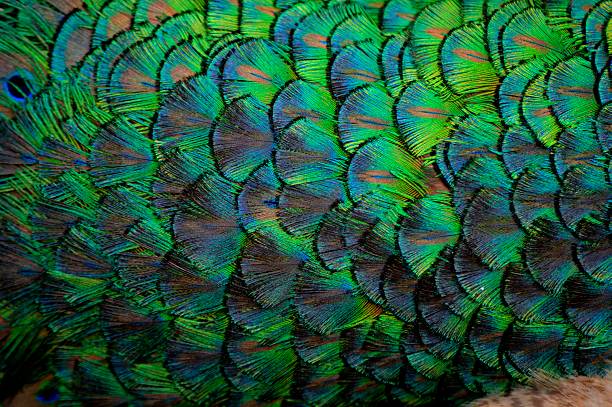 istock Peacock feathers on the nape of its neck 187065604