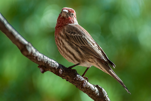 The House Finch (Haemorhous mexicanus) is a year-round resident of North America and the Hawaiian Islands.  Male coloration varies in intensity with availability of the berries and fruits in its diet.  As a result, the colors range from pale straw-yellow through bright orange to deep red. Adult females have brown upperparts and streaked underparts.  This male finch was photographed at Walnut Canyon Lakes in Flagstaff, Arizona, USA.