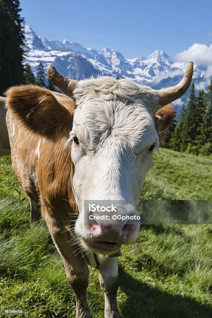 Mucca da latte in un prato circondato dalle montagne-XXXL - Foto stock royalty-free di Agricoltura