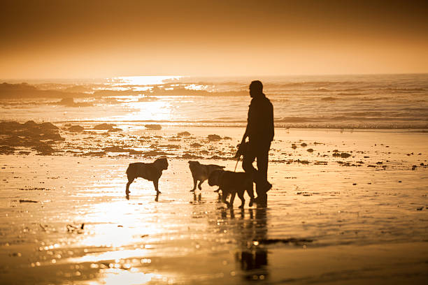 istock Carmel Beach in Carmel-by-the-Sea 187066160
