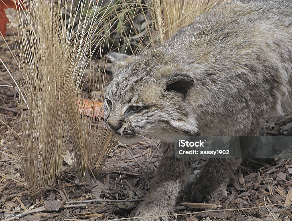 Bobcat Lyncx Rufus Predator - Photo de Animaux en captivité libre de droits