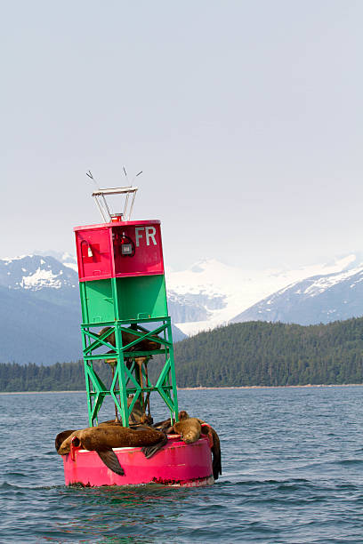 istock Sea Lions on Navigation Bouy 187066658