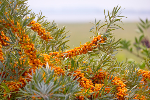 Common sea-buckthorn in autumn, typical for this plant is a high content of vitamin C. Seen at the Baltic Sea.