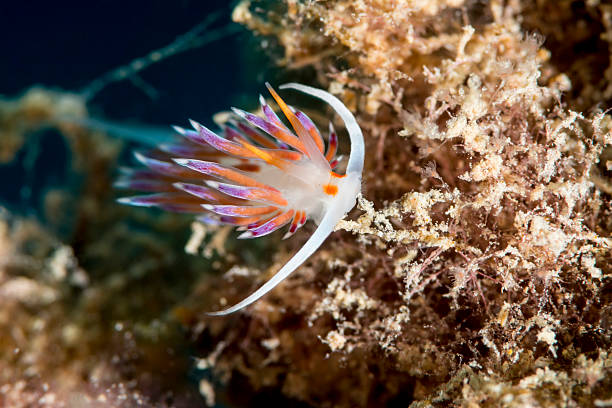 istock nudibranch - cratena peregrina 187066832