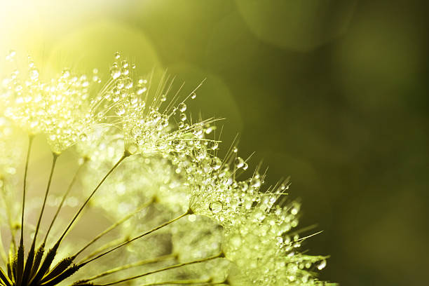 istock Dandelion and Dew - Green Abstract Macro 187066957