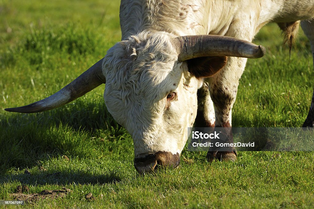 Primer plano de toro Longhorn de Texas - Foto de stock de Aire libre libre de derechos