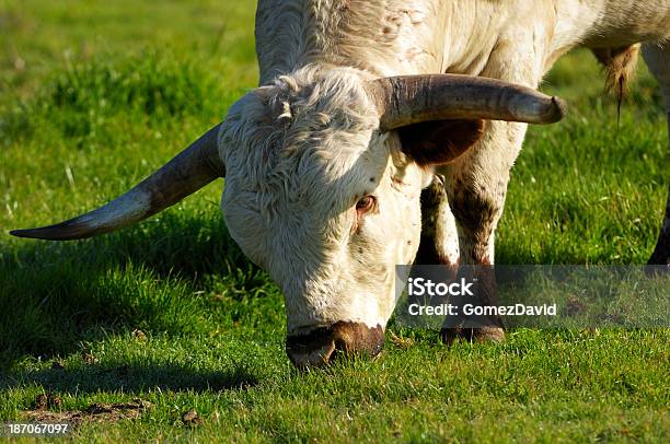 Primer Plano De Toro Longhorn De Texas Foto de stock y más banco de imágenes de Aire libre - Aire libre, Animal, Animal doméstico