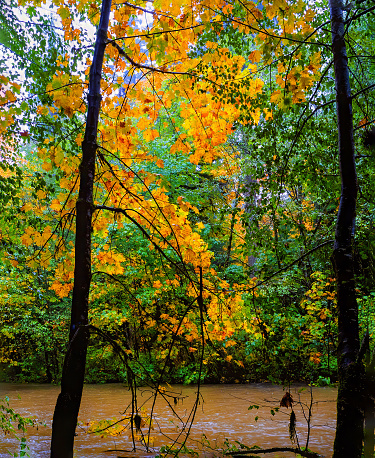 Brightly colored hues of tree leaves are seen on a creek bank