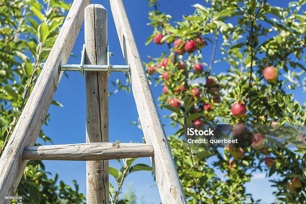 Leiter mit Apple Tree - Lizenzfrei Agrarbetrieb Stock-Foto