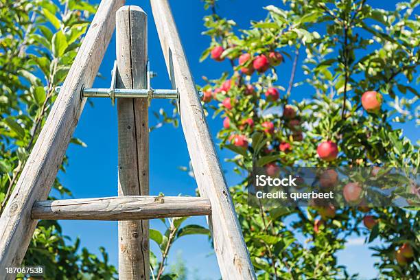 Leiter Mit Apple Tree Stockfoto und mehr Bilder von Agrarbetrieb - Agrarbetrieb, Apfel, Apfelbaum